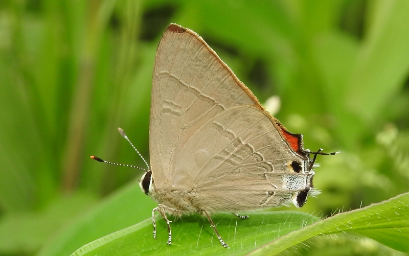 Common Red Flash